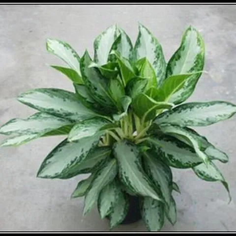 thumbnail for publication: Tropical Foliage Plant Development: Breeding Techniques for Aglaonema and Dieffenbachia